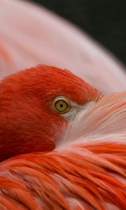 Preview wallpaper flamingos, eyes, feathers