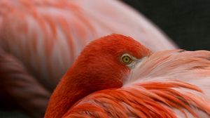Preview wallpaper flamingos, eyes, feathers