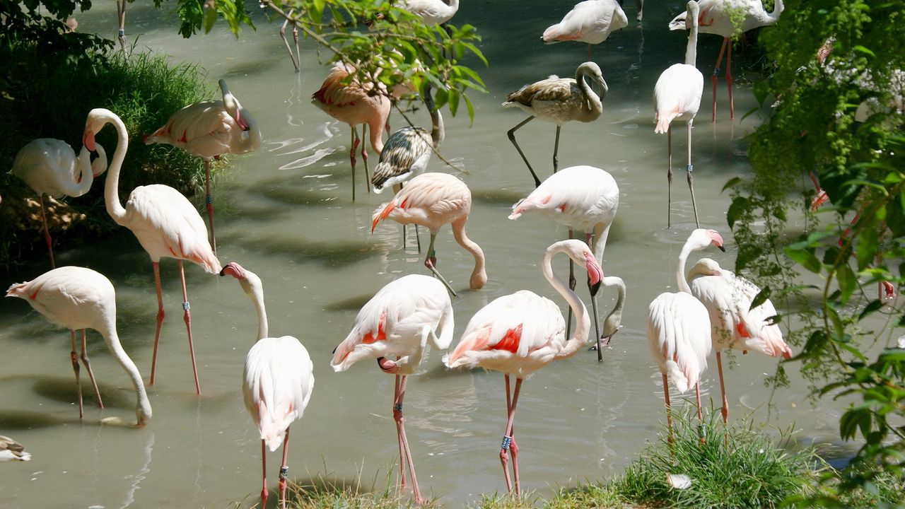 Wallpaper flamingos, many, birds, water, beach