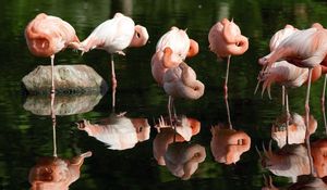Preview wallpaper flamingos, marsh, grass, flock