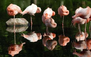 Preview wallpaper flamingos, marsh, grass, flock