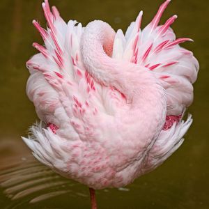 Preview wallpaper flamingos, pink, sleep, bird