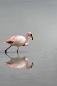 Preview wallpaper flamingos, water, birds, fog