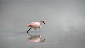 Preview wallpaper flamingos, water, birds, fog