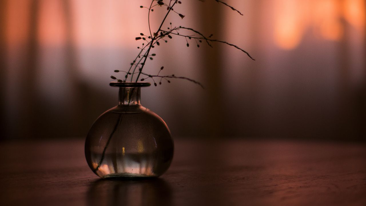 Wallpaper flask, branch, plant, decor, dark