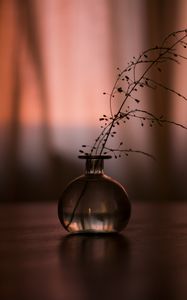 Preview wallpaper flask, branch, plant, decor, dark