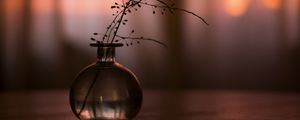 Preview wallpaper flask, branch, plant, decor, dark