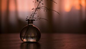 Preview wallpaper flask, branch, plant, decor, dark