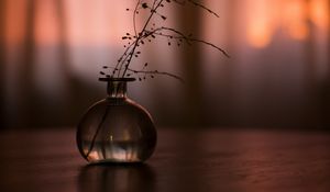 Preview wallpaper flask, branch, plant, decor, dark