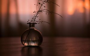 Preview wallpaper flask, branch, plant, decor, dark
