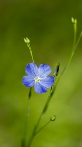 Preview wallpaper flax, flower, macro, bloom, blue