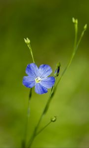 Preview wallpaper flax, flower, macro, bloom, blue