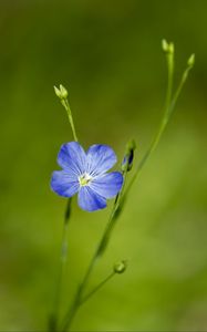 Preview wallpaper flax, flower, macro, bloom, blue