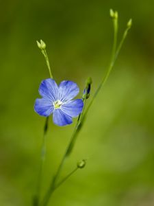 Preview wallpaper flax, flower, macro, bloom, blue