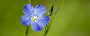 Preview wallpaper flax, flower, macro, bloom, blue