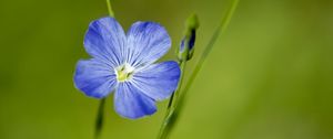 Preview wallpaper flax, flower, macro, bloom, blue