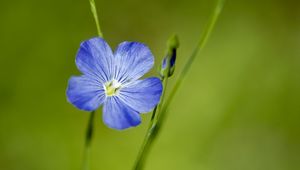 Preview wallpaper flax, flower, macro, bloom, blue