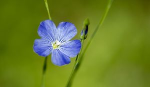Preview wallpaper flax, flower, macro, bloom, blue