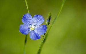 Preview wallpaper flax, flower, macro, bloom, blue