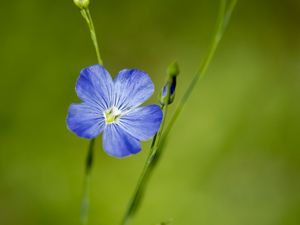 Preview wallpaper flax, flower, macro, bloom, blue