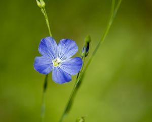 Preview wallpaper flax, flower, macro, bloom, blue