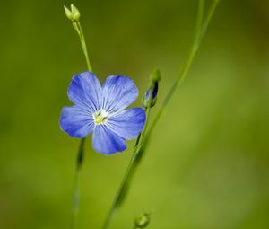 Preview wallpaper flax, flower, macro, bloom, blue