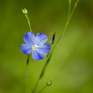 Preview wallpaper flax, flower, macro, bloom, blue
