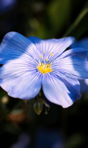 Preview wallpaper flax, flower, petals, blue, macro