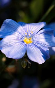 Preview wallpaper flax, flower, petals, blue, macro