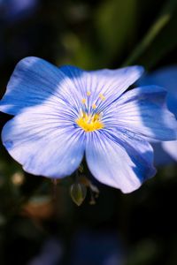 Preview wallpaper flax, flower, petals, blue, macro