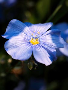 Preview wallpaper flax, flower, petals, blue, macro