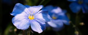 Preview wallpaper flax, flower, petals, blue, macro