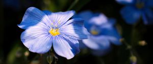 Preview wallpaper flax, flower, petals, blue, macro