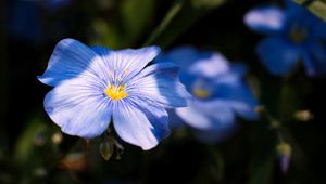 Preview wallpaper flax, flower, petals, blue, macro