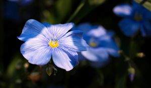 Preview wallpaper flax, flower, petals, blue, macro