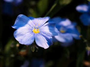 Preview wallpaper flax, flower, petals, blue, macro
