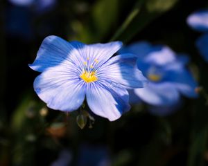 Preview wallpaper flax, flower, petals, blue, macro