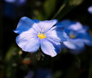 Preview wallpaper flax, flower, petals, blue, macro