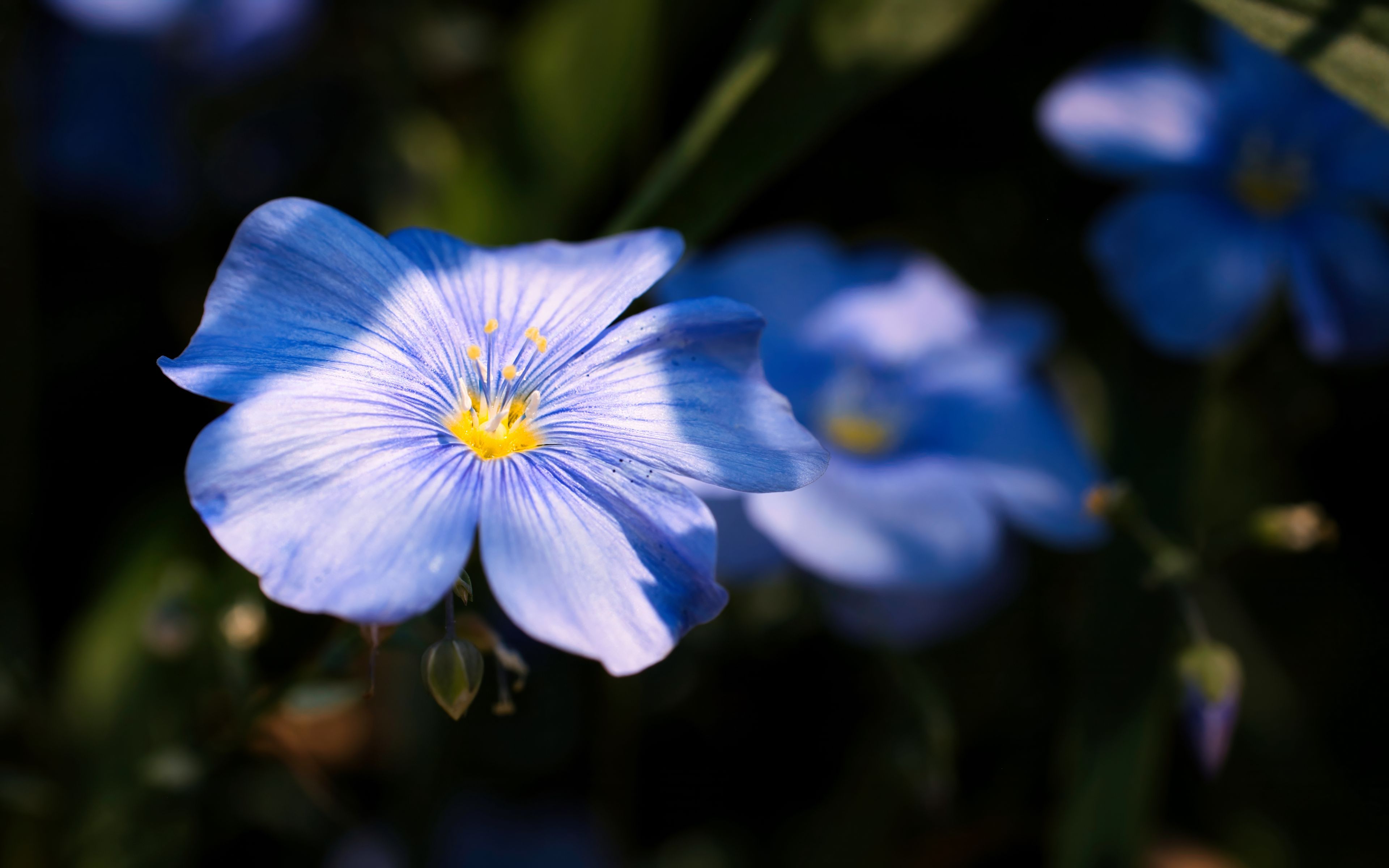 Download wallpaper 3840x2400 flax, flower, petals, blue, macro 4k ultra