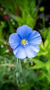 Preview wallpaper flax, flower, petals, plant, grass, blue