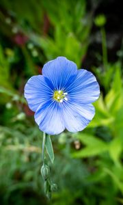 Preview wallpaper flax, flower, petals, plant, grass, blue