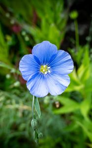 Preview wallpaper flax, flower, petals, plant, grass, blue