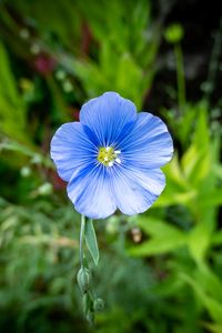 Preview wallpaper flax, flower, petals, plant, grass, blue