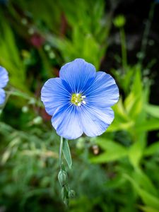 Preview wallpaper flax, flower, petals, plant, grass, blue