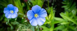Preview wallpaper flax, flower, petals, plant, grass, blue