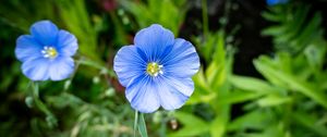 Preview wallpaper flax, flower, petals, plant, grass, blue