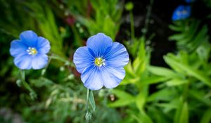 Preview wallpaper flax, flower, petals, plant, grass, blue