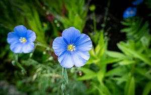Preview wallpaper flax, flower, petals, plant, grass, blue
