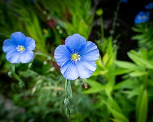 Preview wallpaper flax, flower, petals, plant, grass, blue