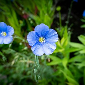 Preview wallpaper flax, flower, petals, plant, grass, blue